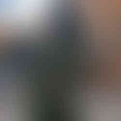 Посадить красивое дерево в Одессе