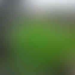 Покрокова доріжка у газоні в Одесі