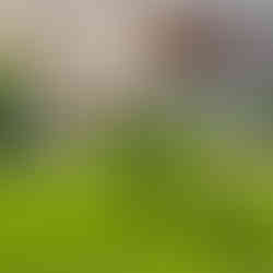 Озеленение участка ландшафтным дизайнером