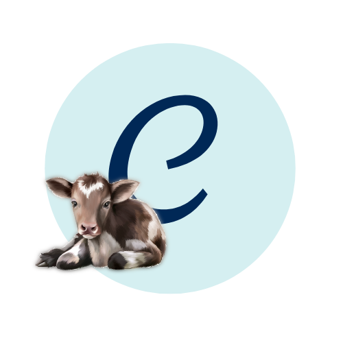 Letter C with a calf