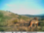 Wolf - Camera trap