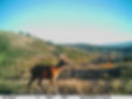 Roe deer - Camera trap