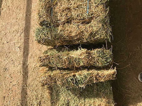 cow hay