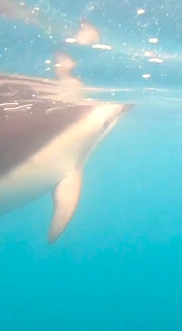 Dolphin vertical.jpg