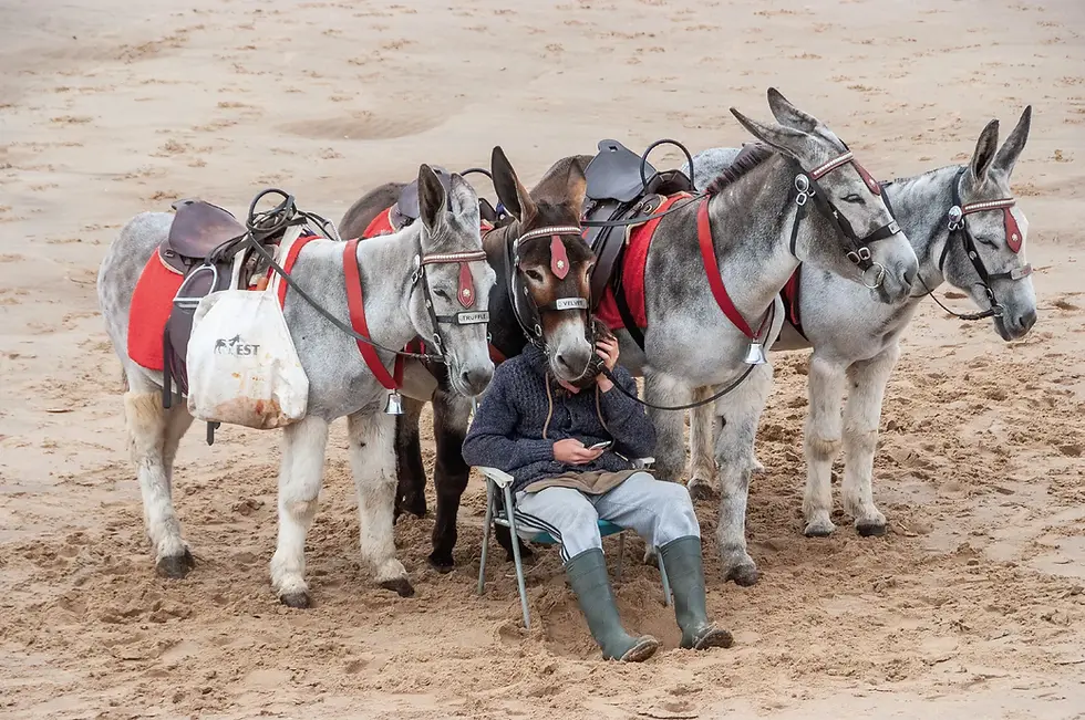 Blackpool donkeys