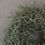 Thumbnail: KRANS "ASPARAGUS" WAX - 30 CM - NATUREL