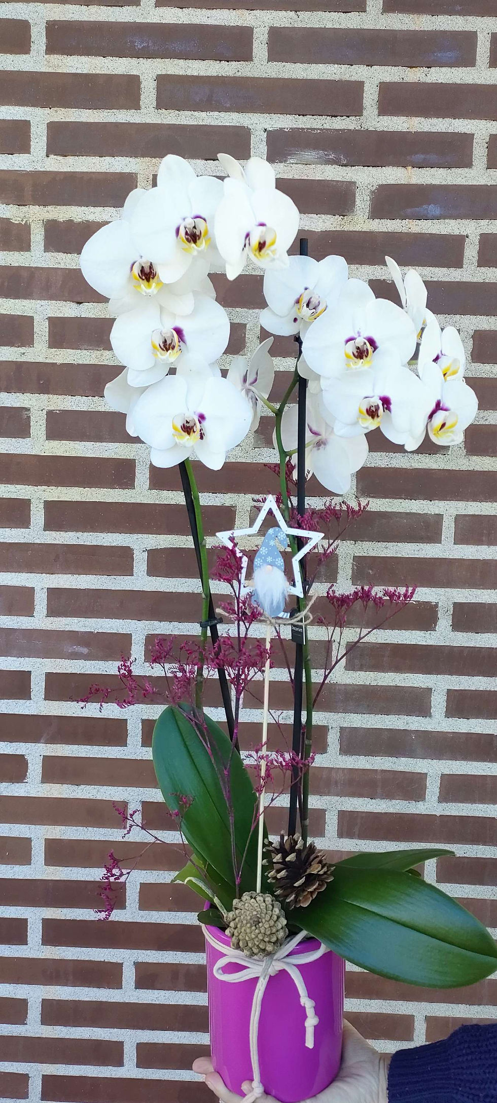 Miniatura: Orquídea con base y decoración