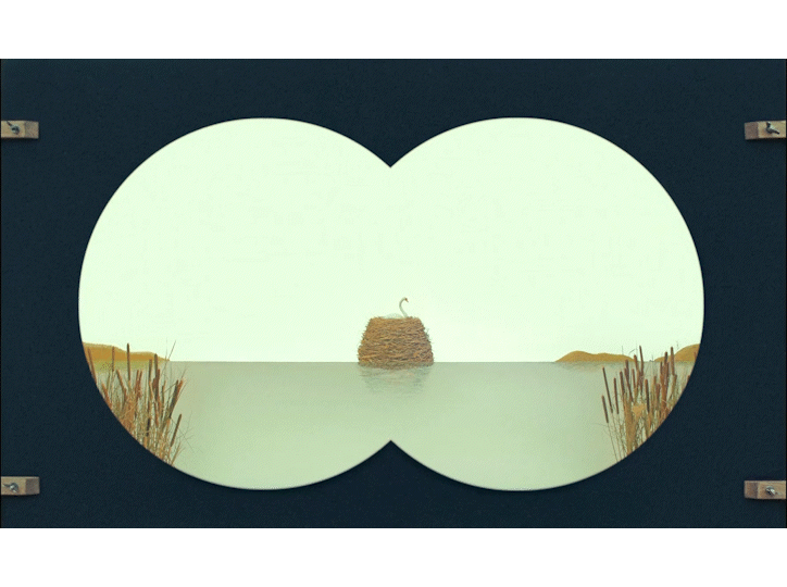 Swan Nest.gif