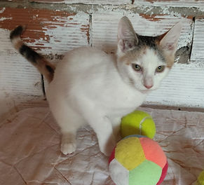 WhatsApp Image 2025-10-26 à 19.45_edited.jpg