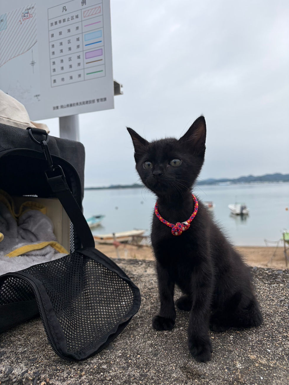 黒猫のロト君