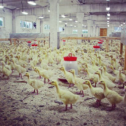 Кушать и спать ) #гусята #гуси #ферма