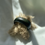 Miniature : CODOU Deep green