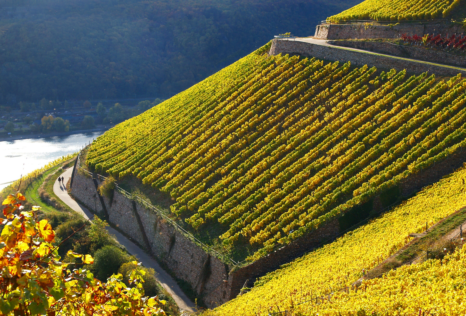 Weinwanderung Mosel