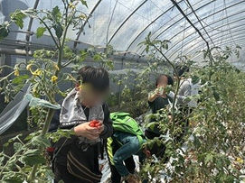 ミニトマトの収穫体験をさせていただきました!
