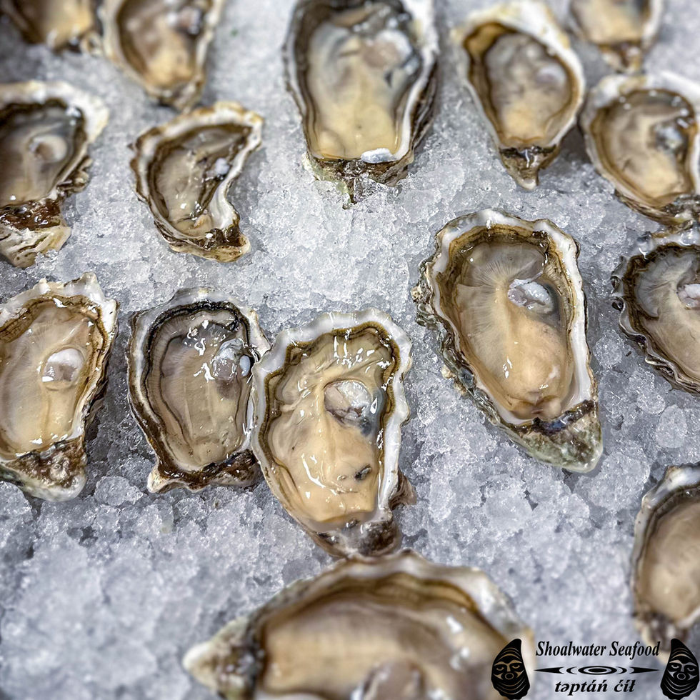 Half Shell Oysters on cubed ice