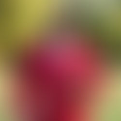 Cane Carrying, Cane Stepping, and Strolling in Kappa Alpha Psi: A Historical Clarification Grounded in Official Records and Alumni Memory