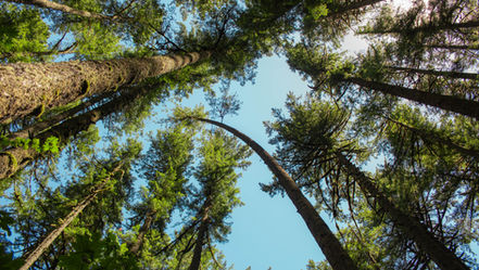 look up at blue and green trees, one is curved.
