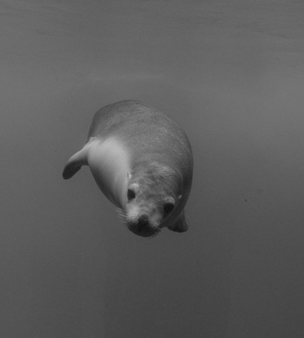 Black and white seal swimming towards me