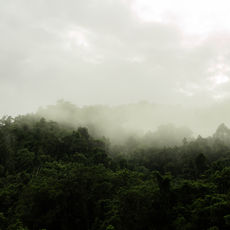 foggy dark green forest