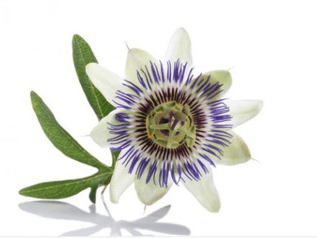 Les plantes : bon pour le moral