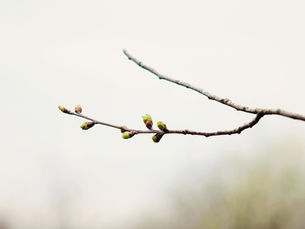 Primavera-invierno