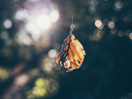Sonnet for Truth | Danny Andrews