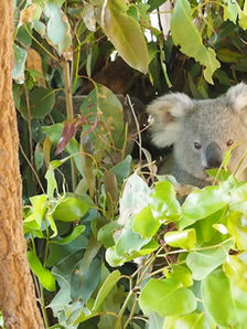 Learning Brave Australia Tour