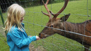 Oh deer!