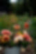 Mayda_Blumenfarm_19_LauraFrancois.jpg