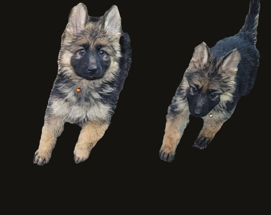 Puppies (previous Liter)_edited_edited.jpg