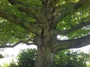 Clearing with a Tree