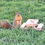 Thumbnail: Build a Squirrel Feeder Party