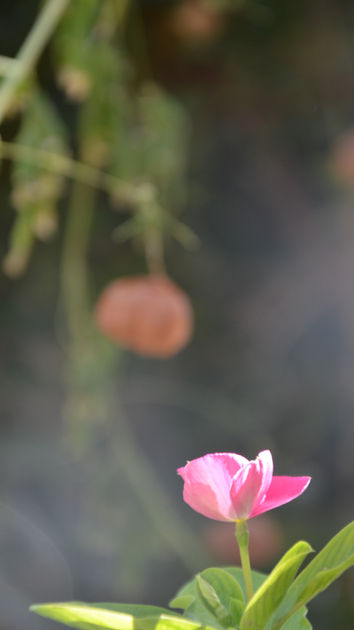 A flower in our shared garden from our apartment to rent in Be'er Sheva