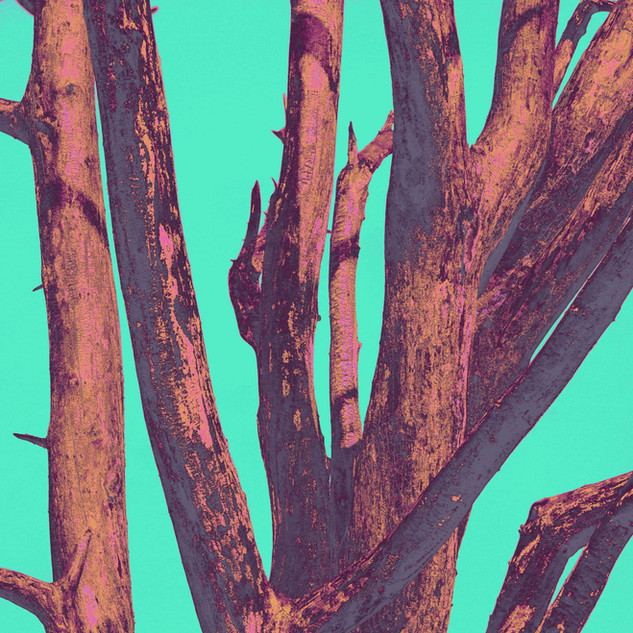 Burnt tree