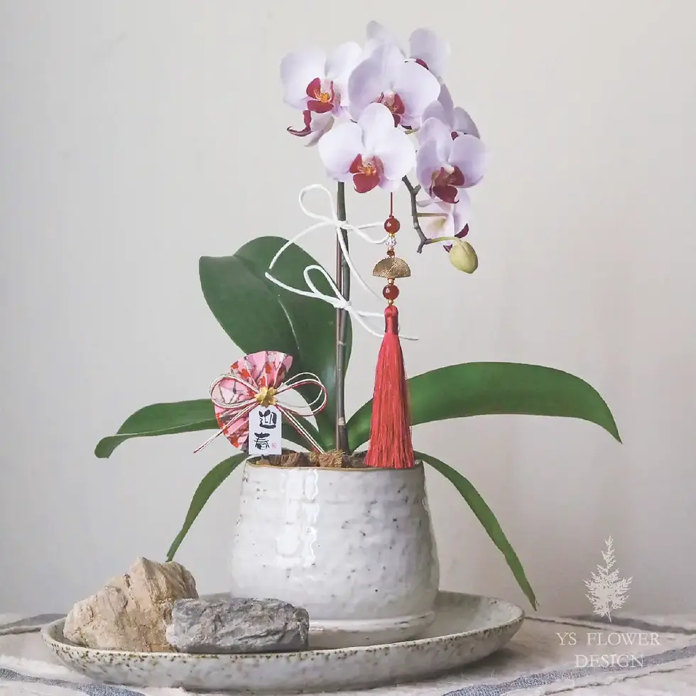 縮圖：新年限定｜新年蘭花