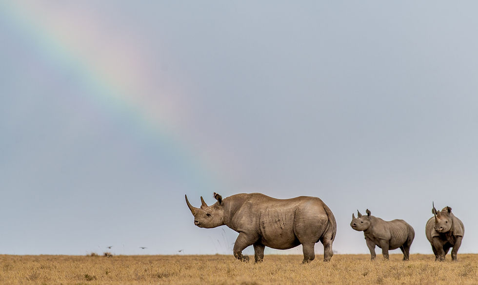 Ol Pejeta Conservancy
