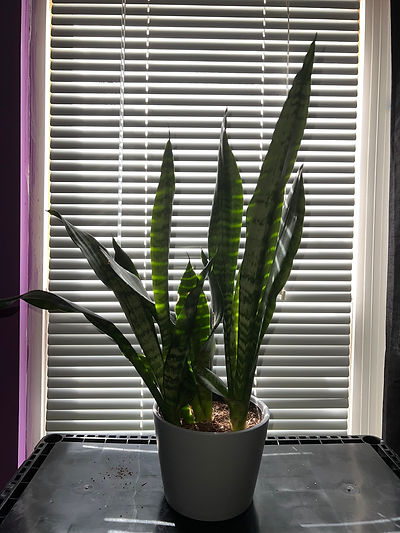 snake plant.jpeg