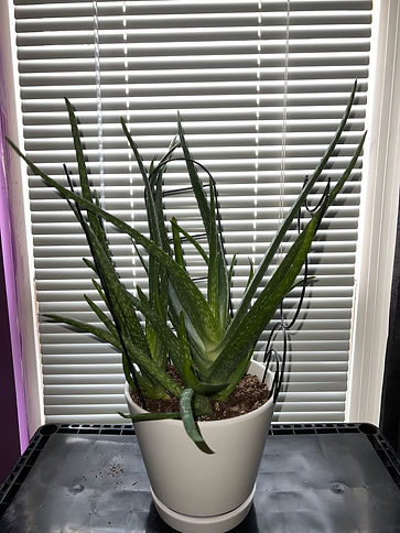 aloe.jpeg