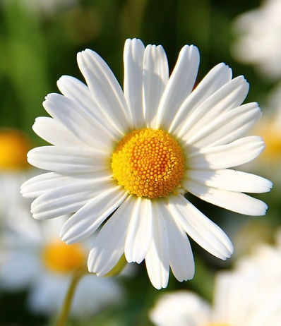 Spring flower