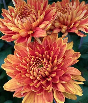Autumn flower
