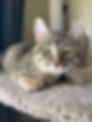 Fritz is a gorgeous short-haired brown tabby with nice golden hues. Here he sits on his cat tree near the window.