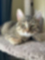 Fritz is a gorgeous short-haired brown tabby with nice golden hues. Here he sits on his cat tree near the window.