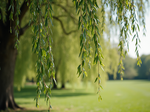 Navigating Life’s Storms: Healing Like the Willow