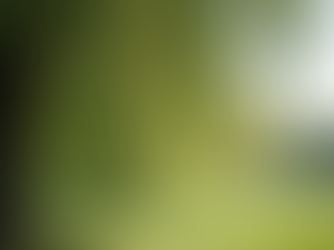 Navigating Life’s Storms: Healing Like the Willow