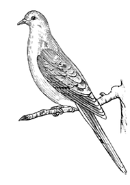 De La O Masonry Dove_edited_edited_edite