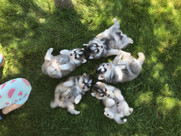 Litter aerial view