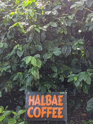 Renewal - Lease a Coffee Tree - 2026 Coffee Season