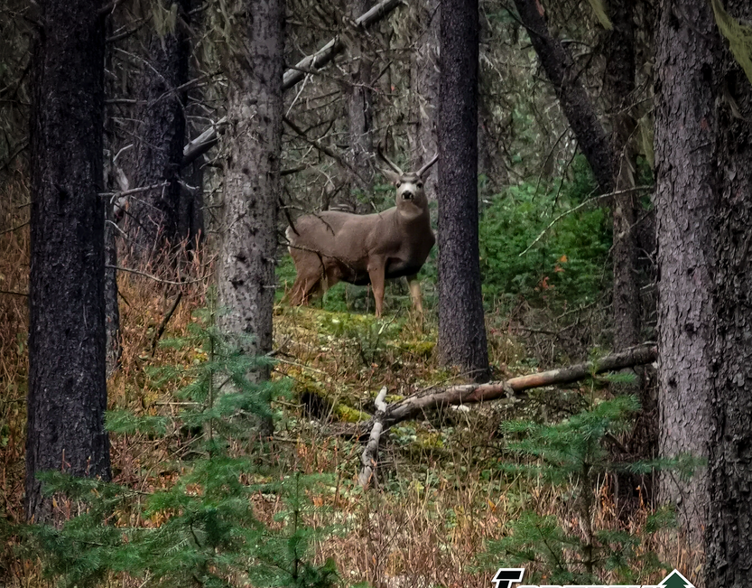Deer Buck.png