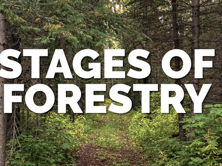Stages Of Forestry