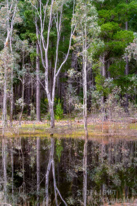 Kuitpo reflections_04_print.jpg